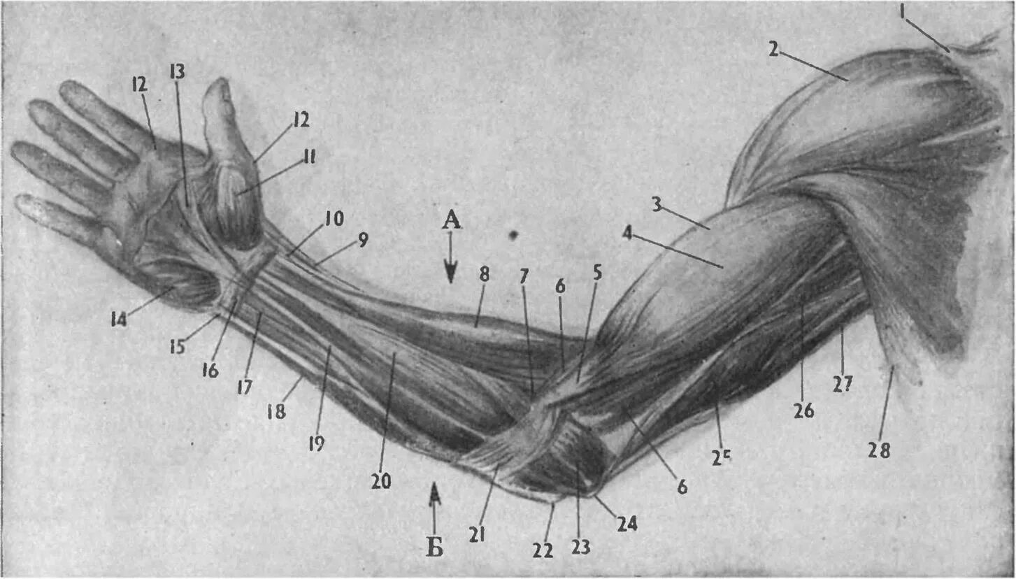 Анатомия руки человека локтевой сустав. Сухожилия локтевого сустава анатомия. Мышцы предплечья и локтевого сустава. Мышцы руки в локтевом суставе.