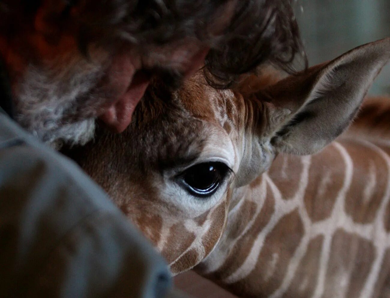 остаться животный