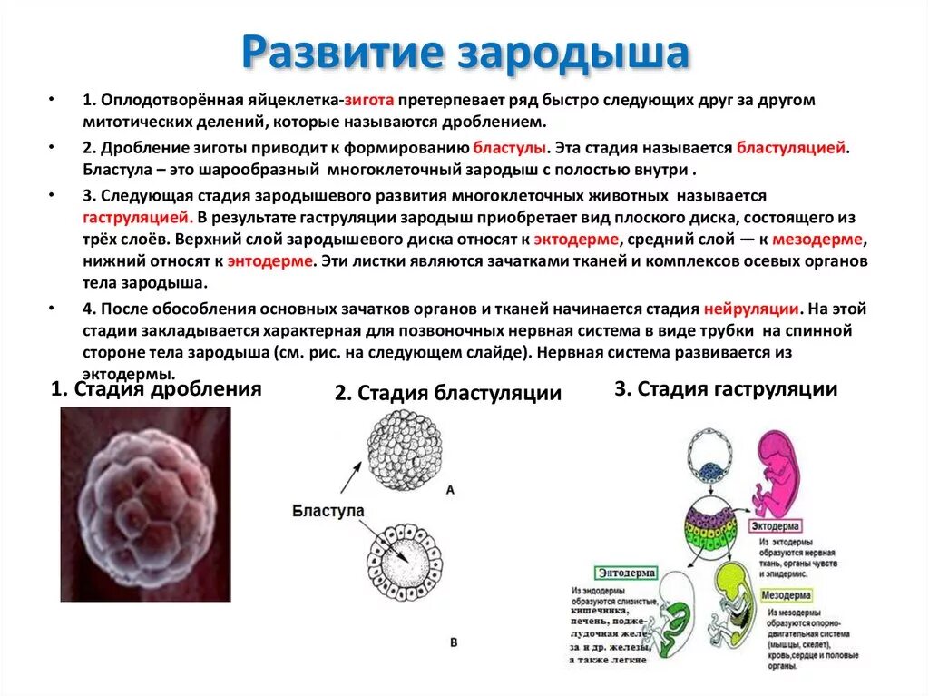 Развитие зародыша происходит в