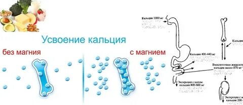 Какой кальций хорошо усваивается в организме человека