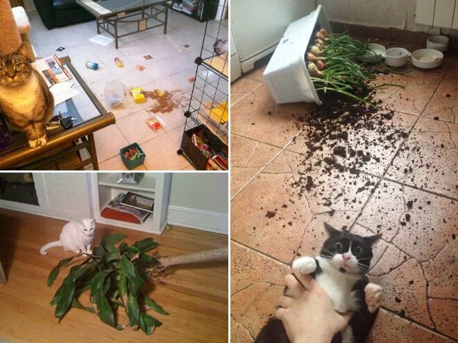 Кот уронил цветок. Кот разбил горшок. Кот уронил горшок. Кошка разгромила квартиру.