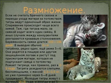 Сказочное поэтическое описание тигра