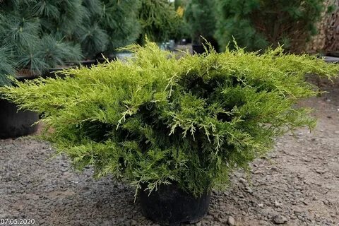 Можжевельник пфитцера олд голд