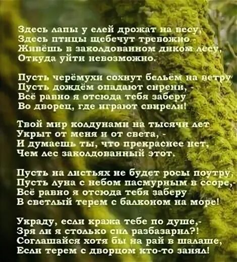 Здесь лапы у елей дрожат на весу. Здесь лапы у елей дрожат на весу, здесь птицы щебечут тревожно.. Лирическая Высоцкий текст. Всё равно я отсюда тебя заберу Высоцкий. Все равно я отсюда тебя