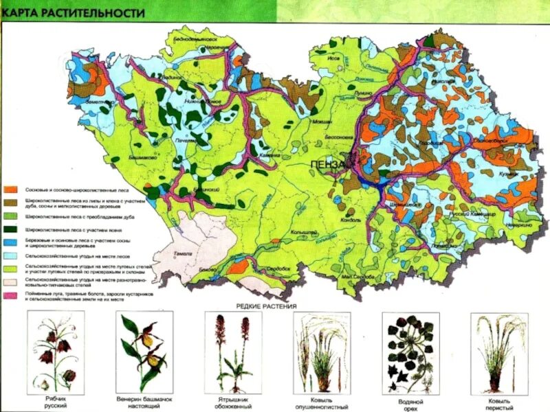 Карта растений московской области. Карта растительности Пензенской области. Животный мир Пензенской области карта. Растительная карта Пензенской области. Растительный Покров Брянской области карта.
