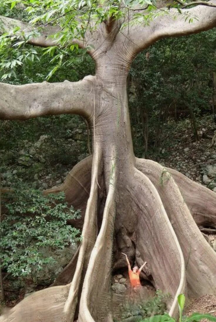 Trees travel