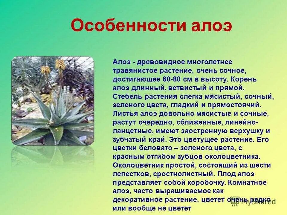 Столетник текст