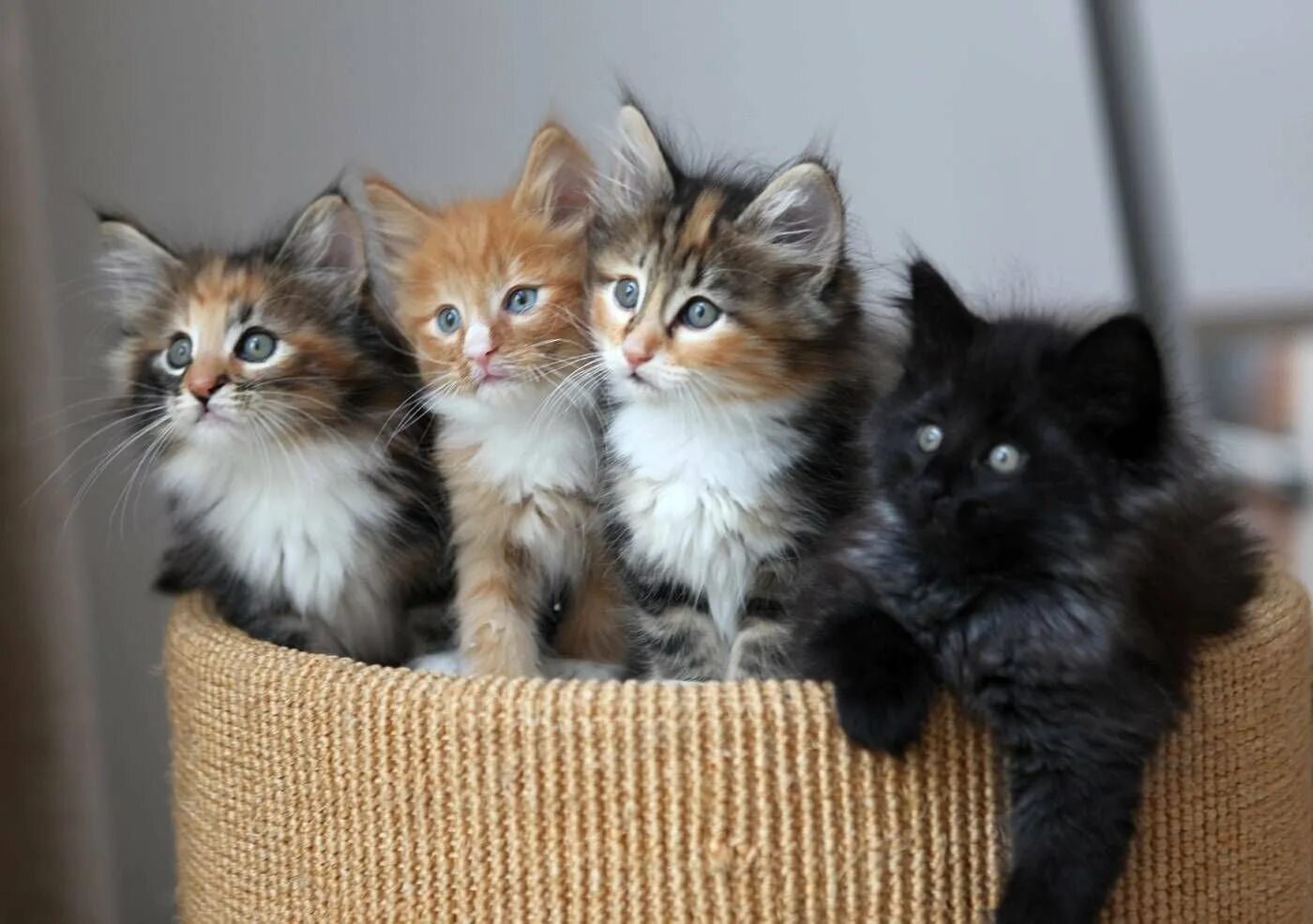 Четыре разных. Разные котята. котята разных пород. четыре котенка. котята разных расцветок.