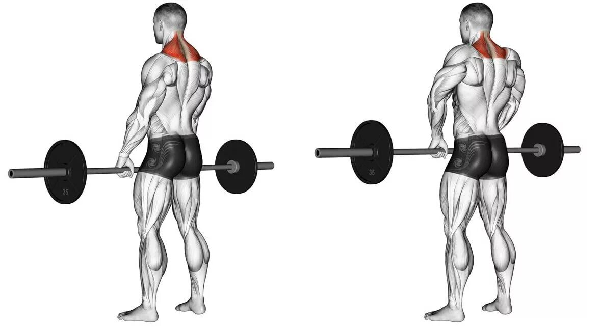 Шея гантелями. Шраги со штангой стоя. Упражнение шраги со штангой. Шраги (трапеции) со штангой стоя. Трапеция упражнения шраги гантелями.