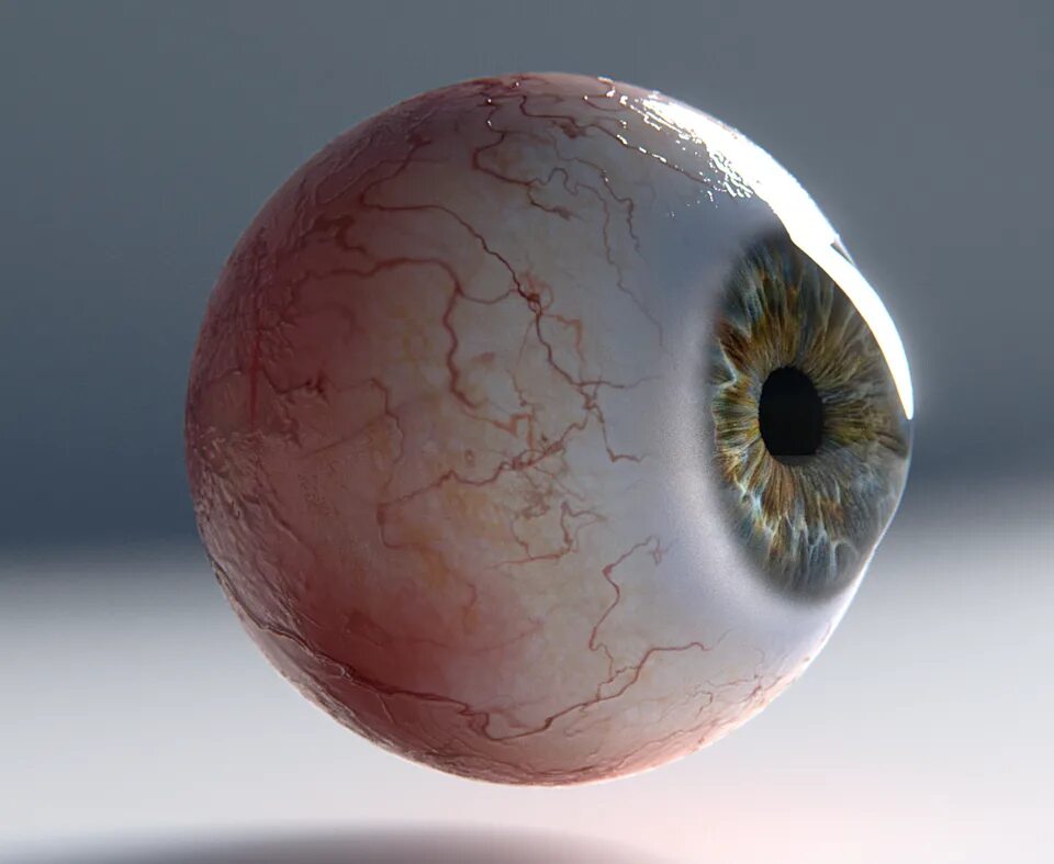 Анатомия глаза 3d. Макет глазного яблока.