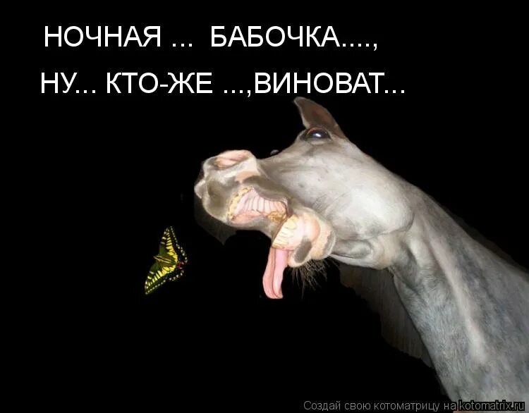 Кто виноват наверно я. Песня ну кто же виноват. Песня ну кто же виноват. Лошадь свечит. Песня ну кто же виноват.