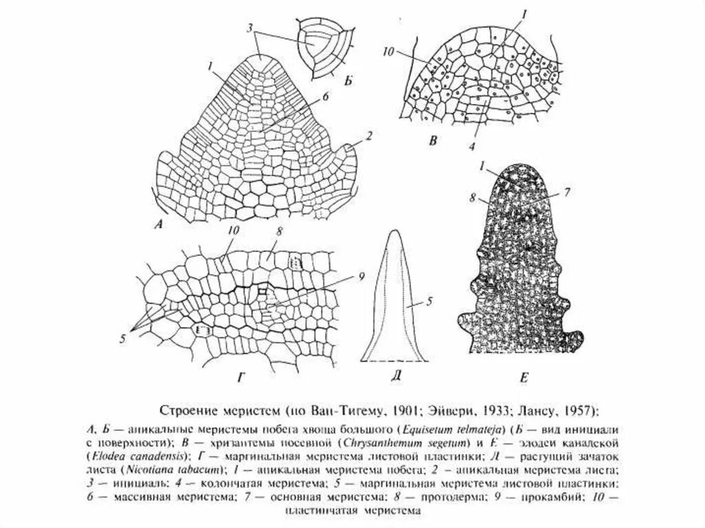 Меристематические ткани растений. Меристема ткань растений строение. Апикальная меристема корня схема. Образовательная ткань меристема рисунок. Строение клетки образовательной ткани.