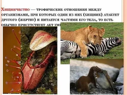 Какая роль хищников в природе