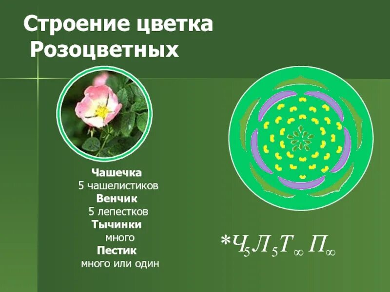Какое число тычинок