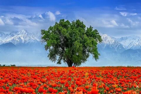 Картинка природа казахстана