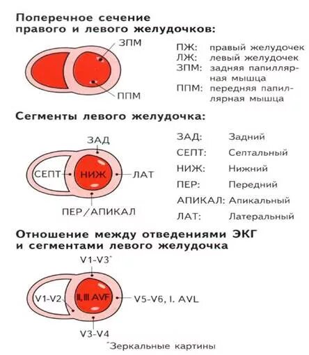 Сегменты левого желудочка. Сегменты левого желудочка схема. Гипокинез сегментов левого желудочка. Передне перегородочный сегмент левого желудочка.