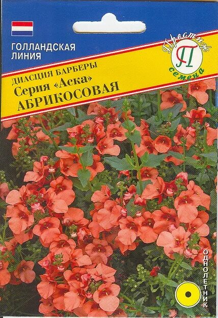 Семена ампельной диасции: фотографии и советы по посадке Сладости и подарки iber