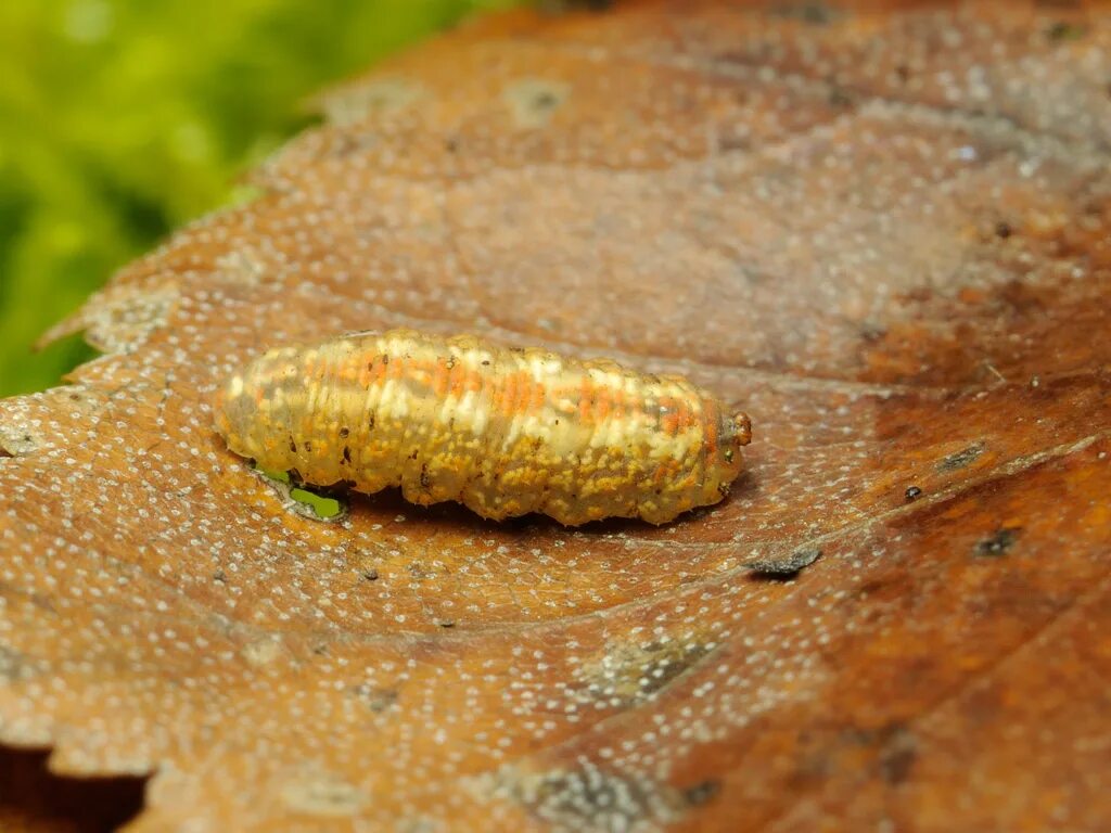 Муха гусеница. Муха журчалка личинка. Syrphidae личинки. Личинки мух журчалок. Журчалка обыкновенная личинка.