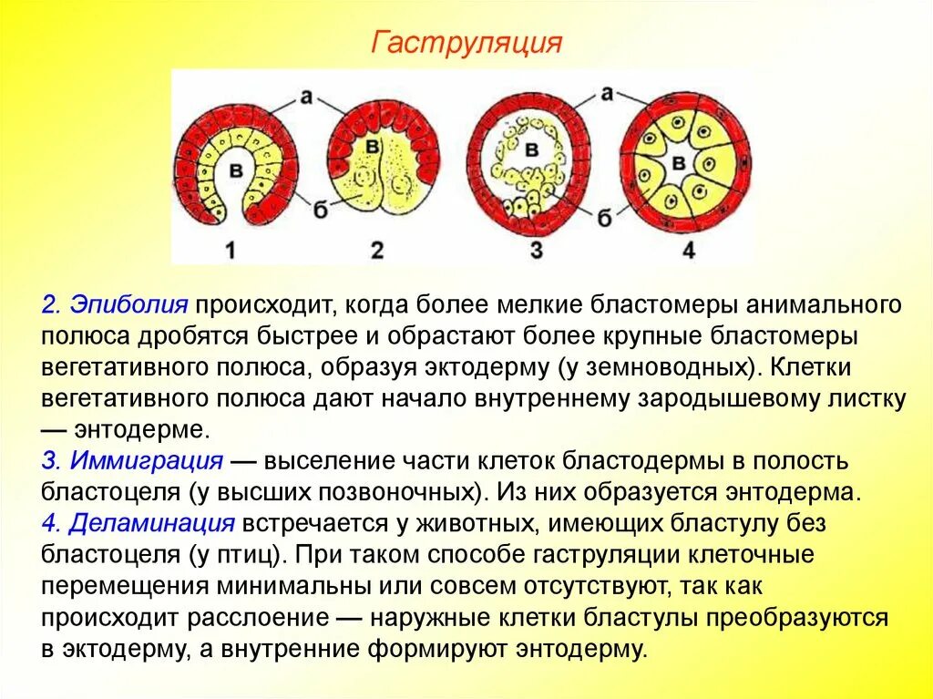 Количество клеток у эмбриона