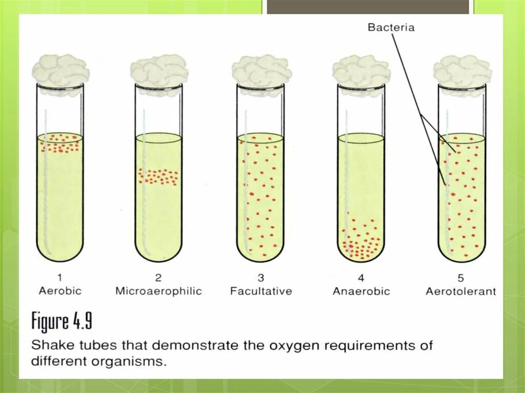 Метод Вейнберга микробиология схема. Рост микробов на жидких питательных средах. Рост бактерий на жидких питательных средах. Отношение бактерий к кислороду микробиология.