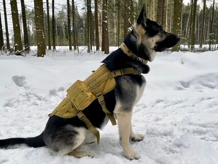 Бронежилет для собак