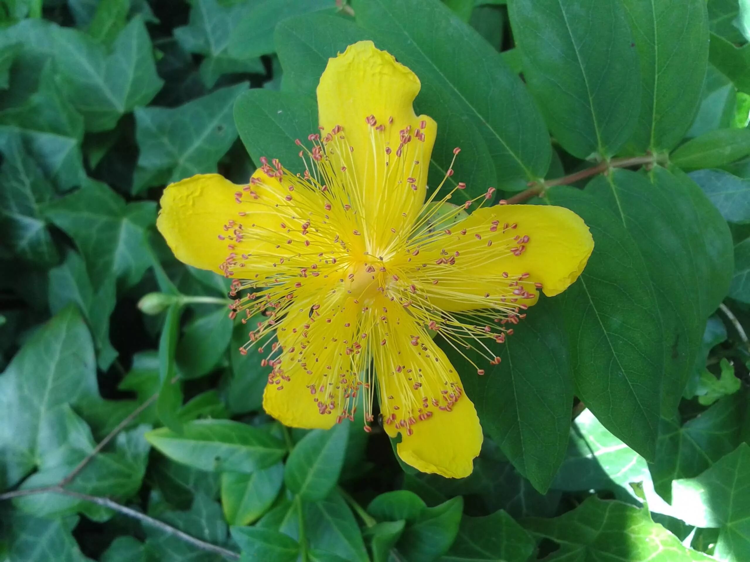 Типа зверобой. Зверобой Hypericum calycinum. Зверобой чашечковый (Hypericum calycinum). Зверобой продырявленный (Hypericum perforatum). Зверобой густоцветковый.