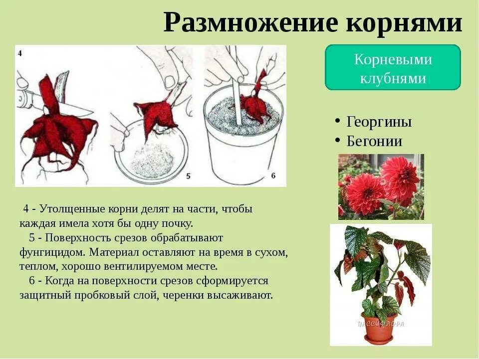 Вегетативное размножение бегонии. Вегетативное размножение корневыми клубнями. Вегетативное размножение растений бегония. Способы вегетативного размножения бегонии. Бегония вегетативное размножение.