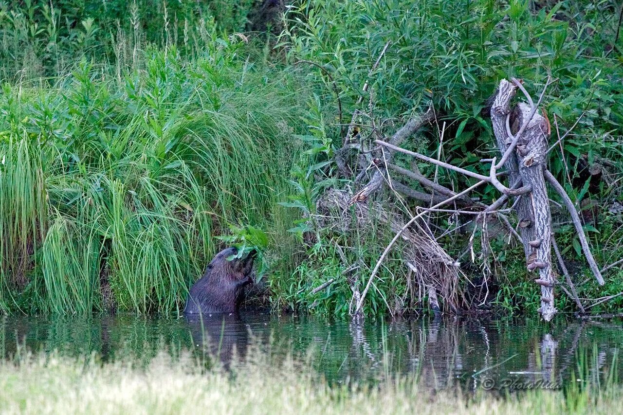 Хатка ондатры. Как живет бобер. Хатка бобра. Бобры. Бобры жилище.