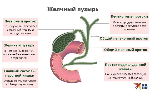 Застой печени лечение. Желчный пузырь отток желчи.