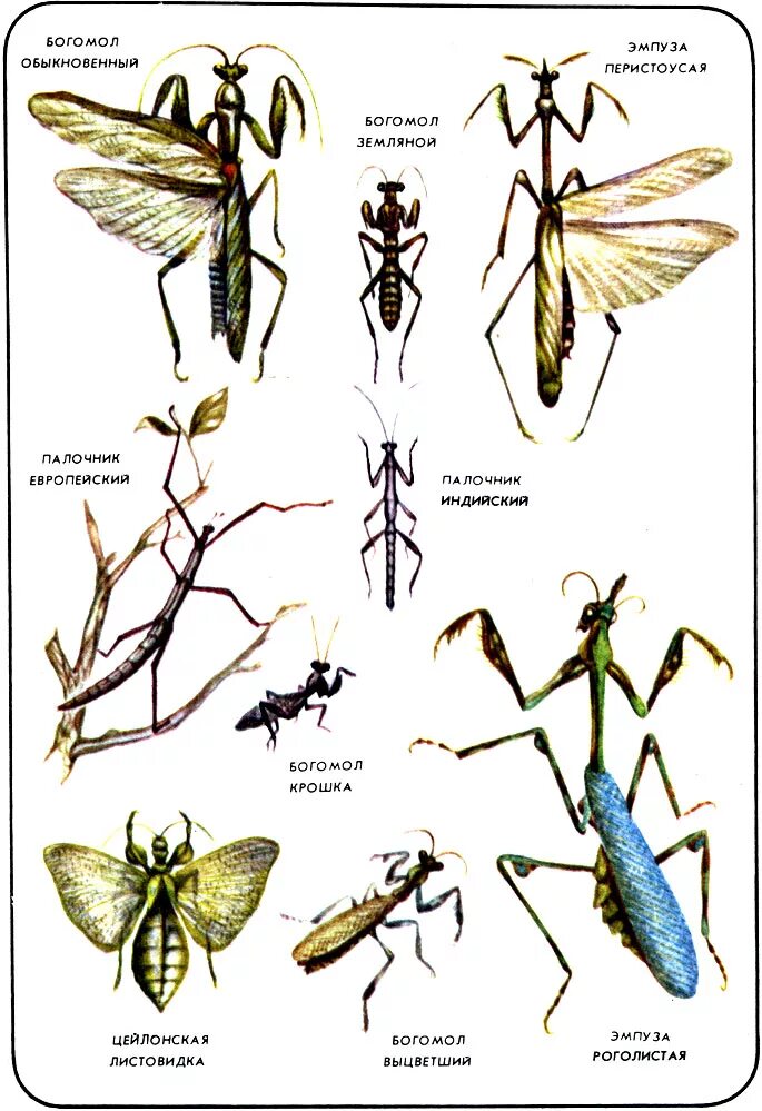 Богомол насекомое строение. Стадия развития Богомолов. Богомол обыкновенный таблица. Строение Богомолов.