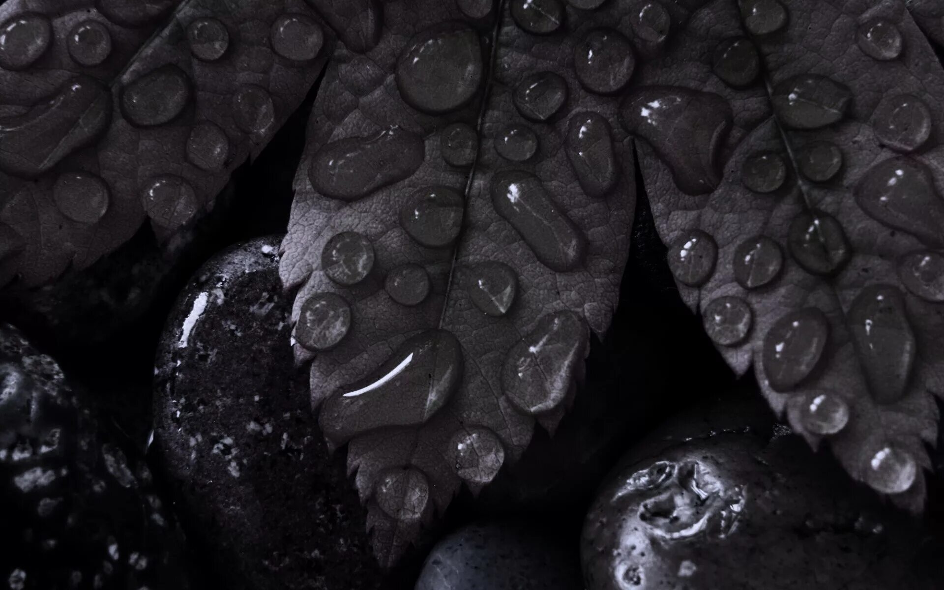 черные мокрые. капли. капли на черном фоне. изабель мэй мокрая. эффект дождя.