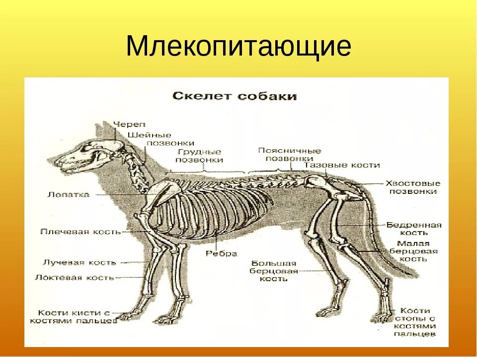 Опорно двигательная система млекопитающих 7 класс. Опорно двигательная система млекопитающих. Класс млекопитающие строение скелета. Скелет система млекопитающих 7 класс. Скелет млекопитающего 7 класс биология.