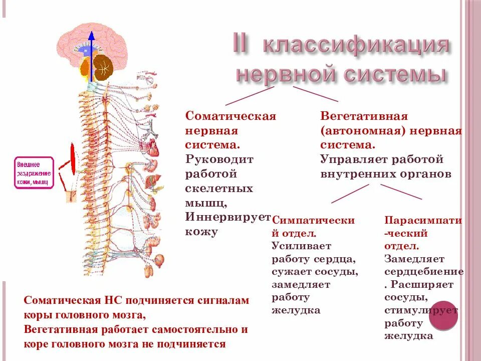 Строение и классификация и функции нервной системы. Схема строения соматической и вегетативной нервной системы. Особенности строения и функции вегетативной системы. Перечислите основные отделы нервной системы человека и их функции.