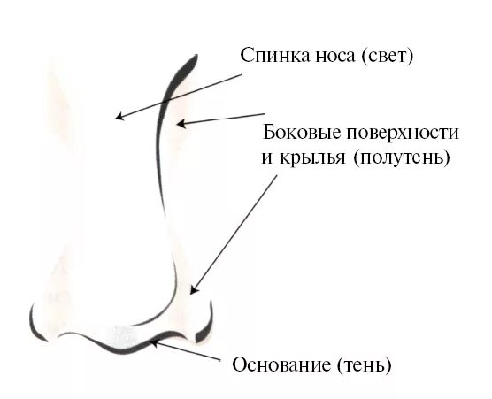 Почему нос назвали носом. Схемы коррекции носа. Формы носа. Форма носа схема.