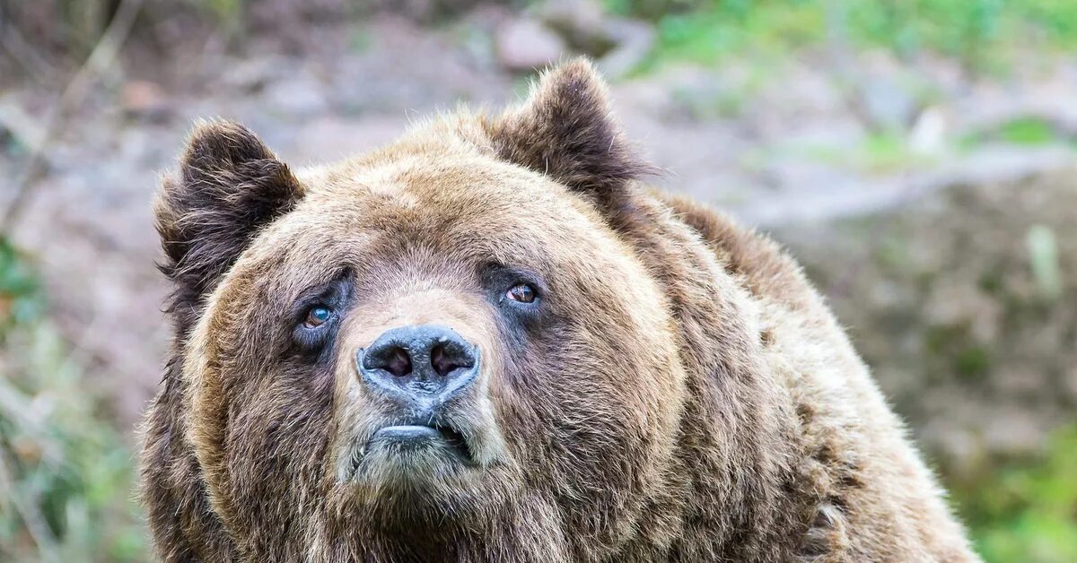 Испуганный медведь. Медведь гризли. Удивленный мишка. Прикольный медведь. Усы у медведя.