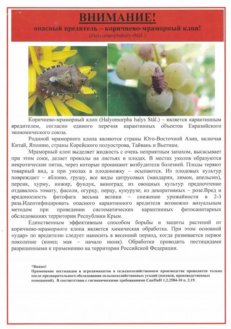 Тип развития насекомых мраморный клоп. Мраморный клоп опасный. мраморный клоп стадии развития. коричнево-мраморный клоп. коричнево - мраморный клоп – опасный карантинный вредитель.