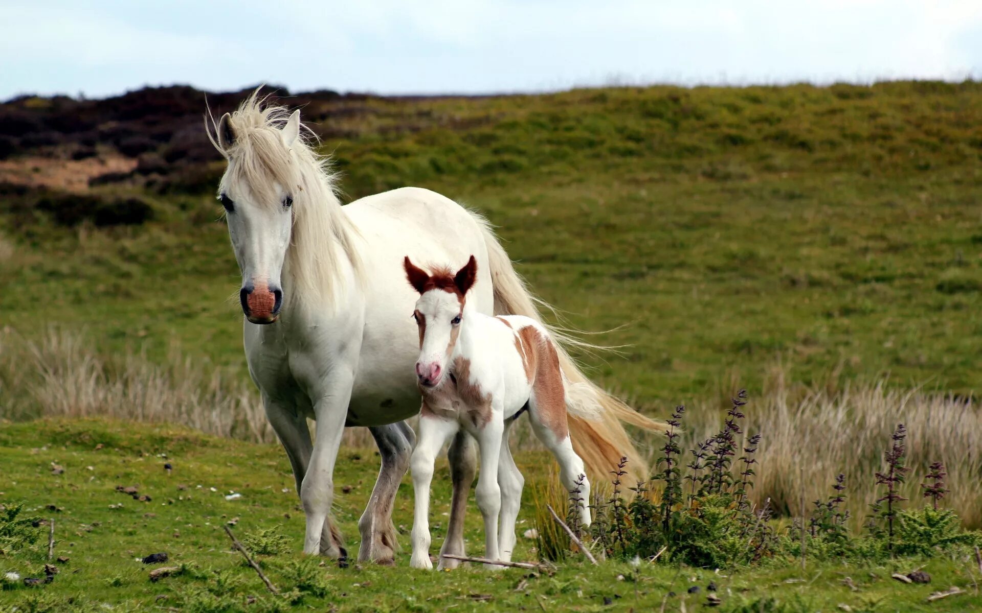 Сайт horse