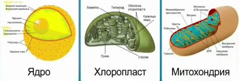 Какие органоиды клетки содержат молекулы. Какие органоиды клетки содержат днк. ядро клетки содержит митохондрии. ядро хлоропласт и митохондрия. строение ядра и митохондрии.