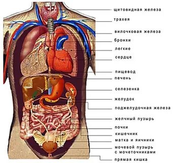 Органы Брюшной Полости Рисунок (55 Фото)