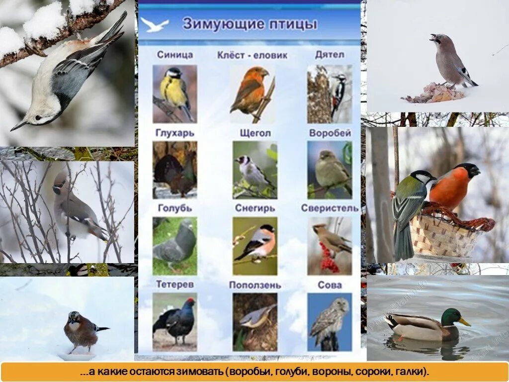 Птицы остающиеся зимовать в подмосковье