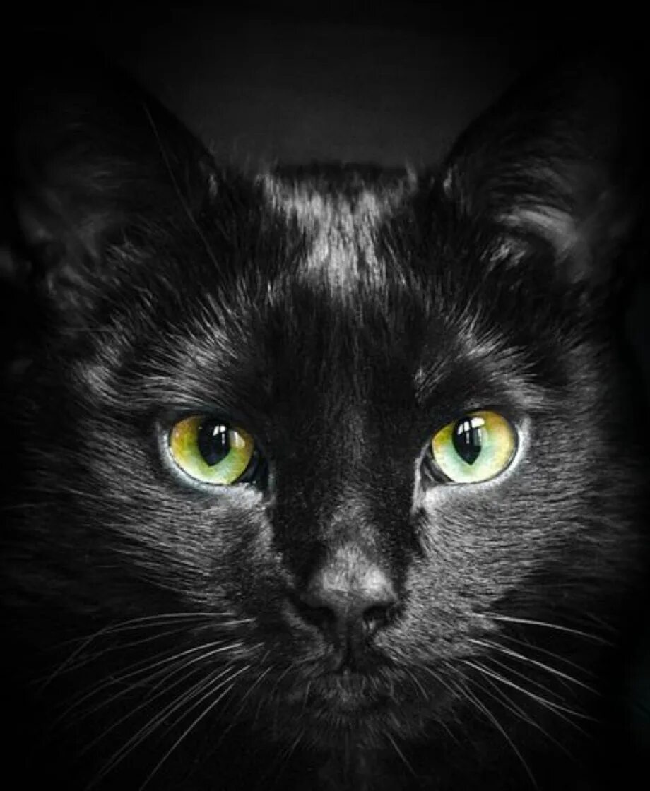 Лицо черного кота. Лицо черного кота