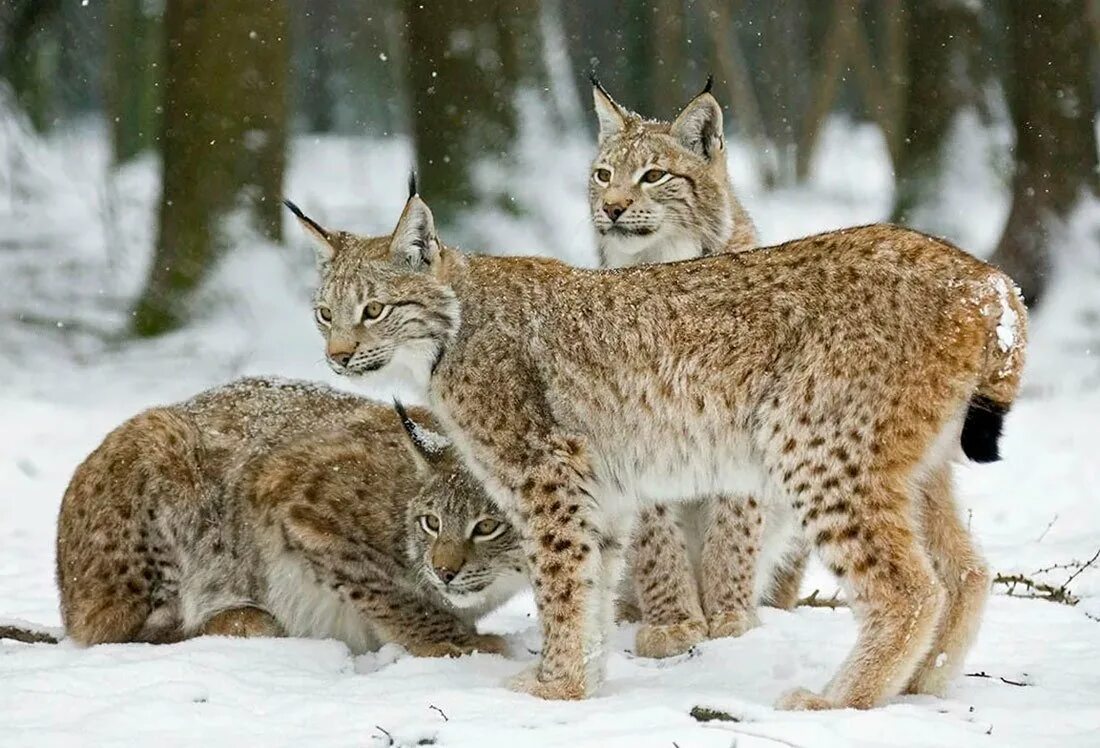 Фотографии рыси. Рысь Линкс. Lynx Lynx Евразийская Рысь. Евроазиатская (обыкновенная) Рысь. Рысь Сибирская Евроазиатская.