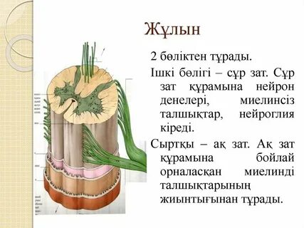 Әуесқойлық орыс анал порно фото