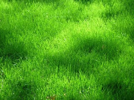 Grass трава