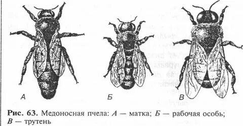 Медоносная пчела содержатся человеком впр