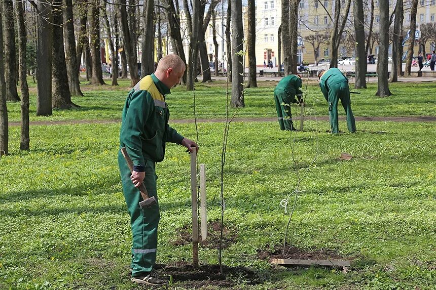 Молодые деревья. Компенсация за насаждения. Высадка деревьев. Акт на вырубку деревьев образец. Обследование зеленых насаждений.