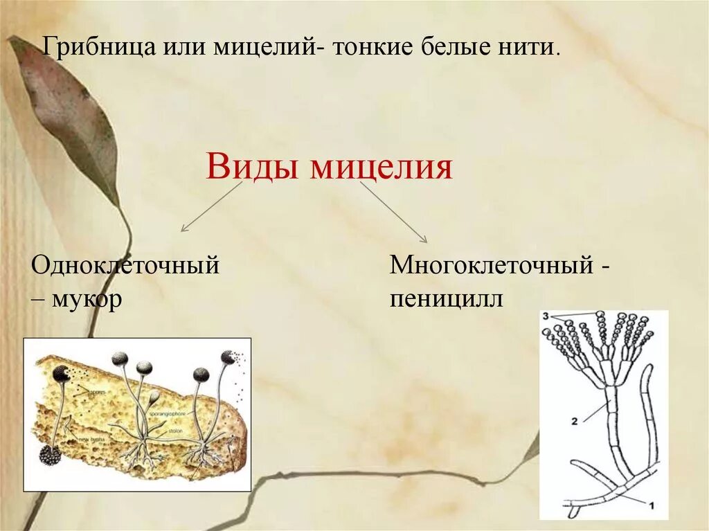 У некоторых грибов нити грибницы представляют собой. Мицелий одноклеточных грибов. Многоклеточнвй мицедиц. Строение мицелия. Многоклеточный мицели.