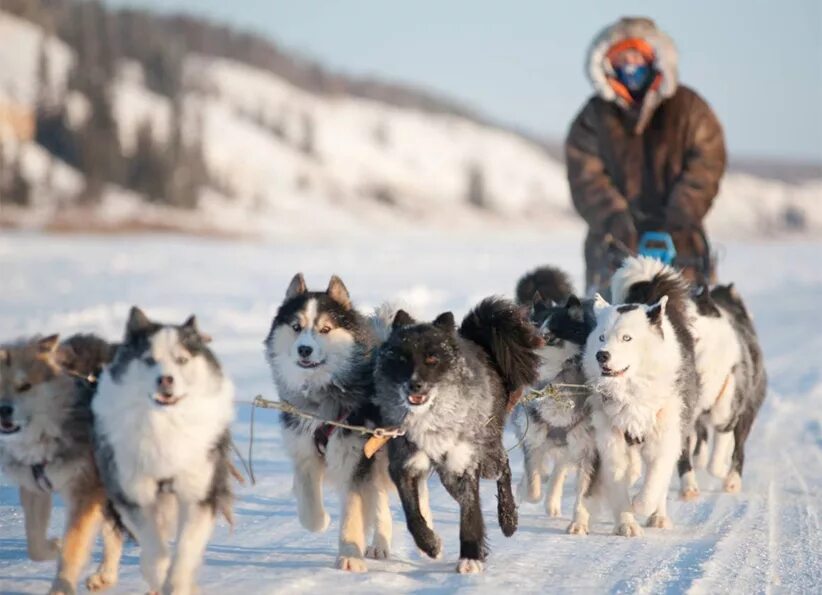 Чукотская ездовая лайка. Собачья упряжка в якутии. Якутская лайка в упряжке. Ханты манси оленеводы. Собаки северных народов.