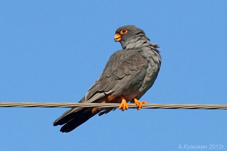 Рогатый жаворонок фото. Тур птица. Зимняк тарногский район. Тур птица. Чёрная каменка.