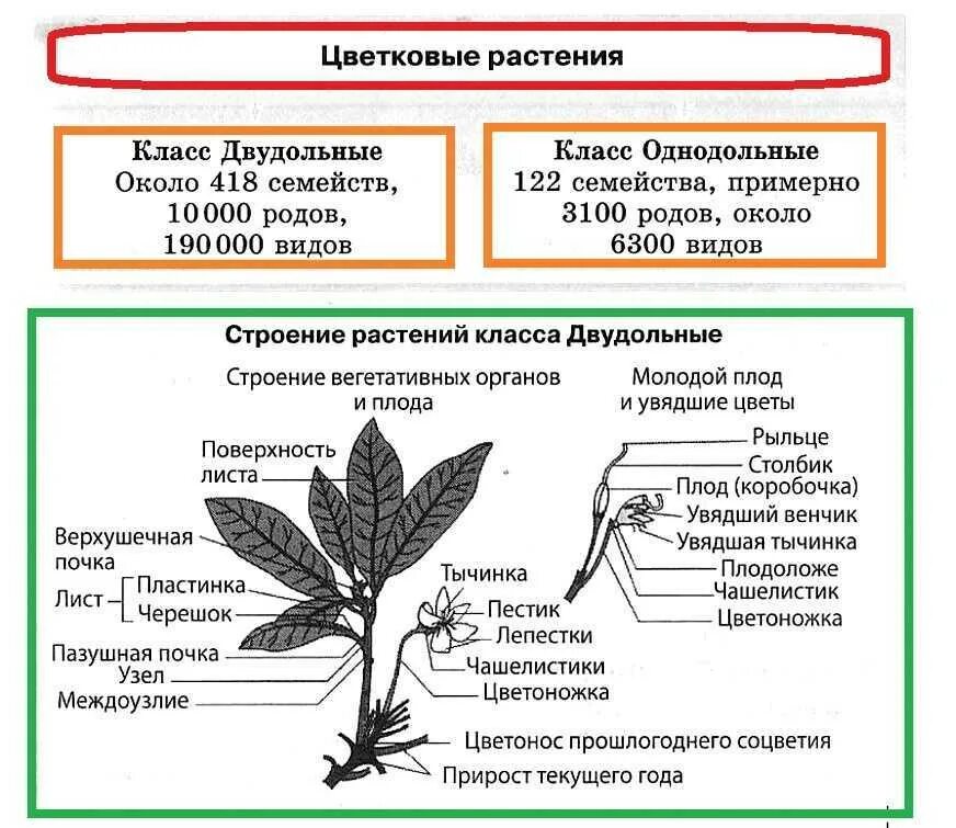 Записать классификацию цветковых растений. Классификация однодольных и двудольных растений. строение растений класса двудольные. строение покрытосеменных двудольных растений. схема цветка двудольные и однодольные.